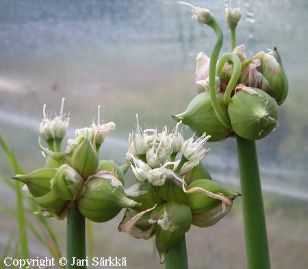 Allium ×proliferum, ilmasipuli
